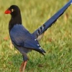 image of bird