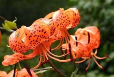 image of flower