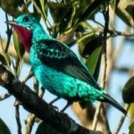 image of bird