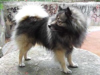 image of keeshond