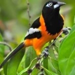 image of bird