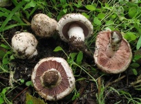 image of mushrooms