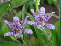 image of flower