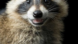 image of animal