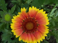 image of flower