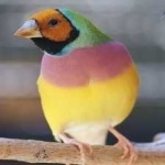 image of bird