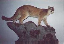 image of cougar_body