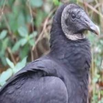 image of bird