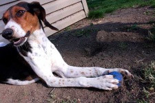 image of walker_hound