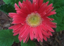 image of flower