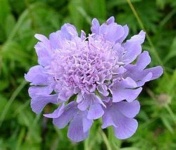 image of flower