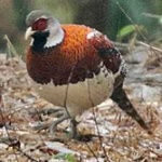 image of bird