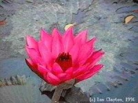 image of water_lilly
