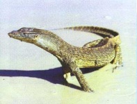 image of alligator_lizard