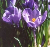 image of flower