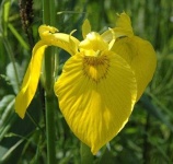 image of yellow_iris #23