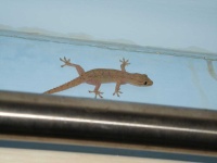 image of animal