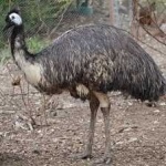 image of emu #8