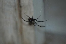 image of black_widow