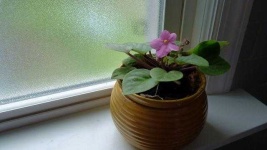 image of house_plant