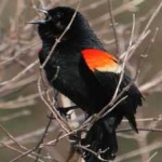 image of bird