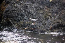 image of water_ouzel