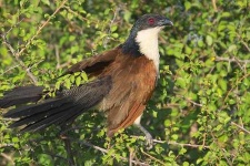 image of coucal #5
