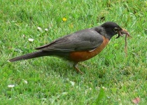 image of robin