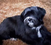 image of tibetan_terrier