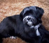 image of tibetan_terrier #10