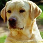 image of labrador #10