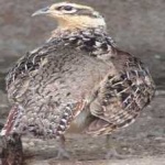 image of bird