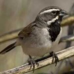 image of black_throated_sparrow #25