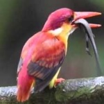 image of rufous_kingfisher #6