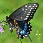 image of animal