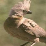 image of bird