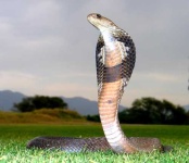 image of indian_cobra #4