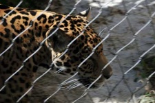 image of jaguar_car