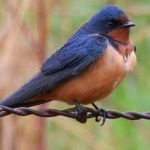 image of bird