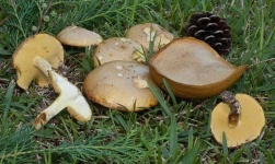 image of mushrooms