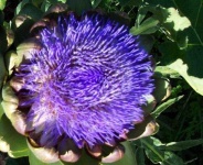 image of artichoke_flower #58