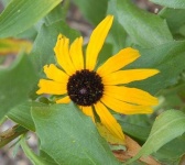 image of flower