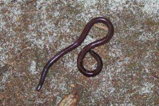 image of thunder_snake