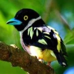image of bird