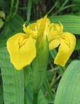 image of yellow_iris #5