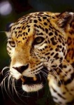 image of jaguar_car