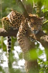 image of jaguar_car