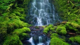 image of jungle