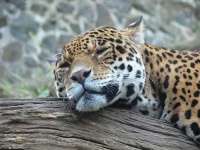 image of jaguar_car