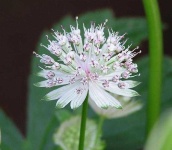 image of flower